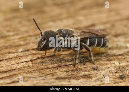 Gros plan détaillé d'une petite abeille femelle en résine, Heriades crenulatus dans le Gard , France Banque D'Images