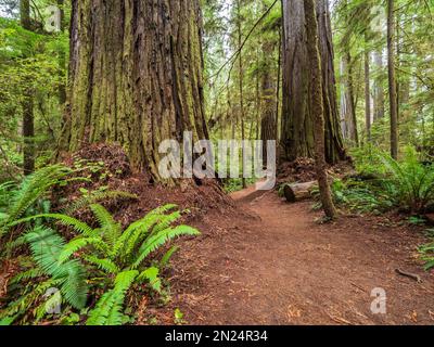 Sentier de scout de garçon à travers les séquoias, parc national Jedediah Smith Redwoods, parc national de Redwood près de Crescent City, Californie. Banque D'Images