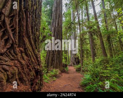 Sentier de scout de garçon à travers les séquoias, parc national Jedediah Smith Redwoods, parc national de Redwood près de Crescent City, Californie. Banque D'Images