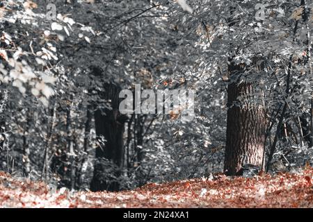 Forêt de couleur grise en automne, feuilles d'orange sèches tombées en gros plan, motifs de la nature en arrière-plan Banque D'Images