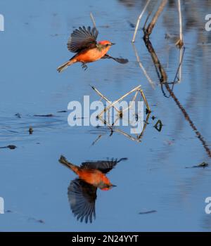 Vermilion flycatcher (Pyrocephalus rubinus) mâle chasse au-dessus du lac, parc régional de Brazos Bend, Texas, États-Unis. Banque D'Images