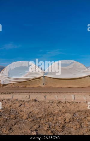 Les tunnels de culture, également appelés 'maisons de cerceau', 'polyhouses', 'polytunnels' amd, à l'extérieur de Brawley, Californie près de la mer de Salton. Banque D'Images