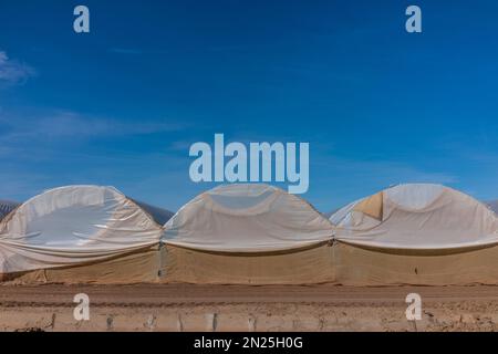 Les tunnels de culture, également appelés 'maisons de cerceau', 'polyhouses', 'polytunnels' amd, à l'extérieur de Brawley, Californie près de la mer de Salton. Banque D'Images