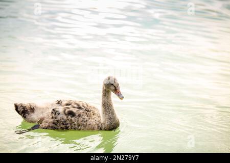 Poussin de cygne noir (Cygnus atratus) cygnet sur l'étang. Banque D'Images