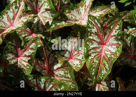 Gros plan des feuilles bicolores de Caladium Banque D'Images