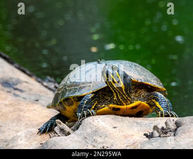Tête de tortue peinte, vue rapprochée vers le haut, pour plus de détails. Banque D'Images