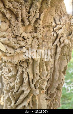 Gros plan du tronc d'un arbre Nolina longifolia (palmier à queue de poney) Banque D'Images