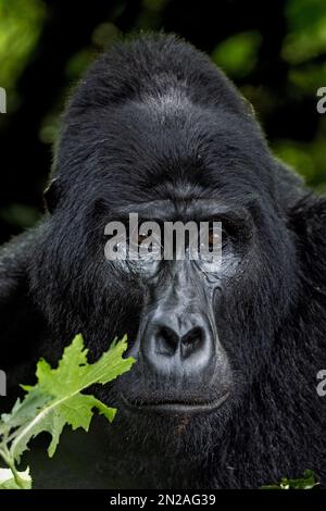 Gorille de montagne, argentée, alpha-mâle, visage, Banque D'Images