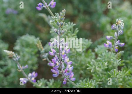 Lupin argenté (Lupinus argenteus) en fleur, des feuilles vert argenté bordent les tiges et des fleurs violettes ressemblant à des pois sont disposées en pointe. Banque D'Images