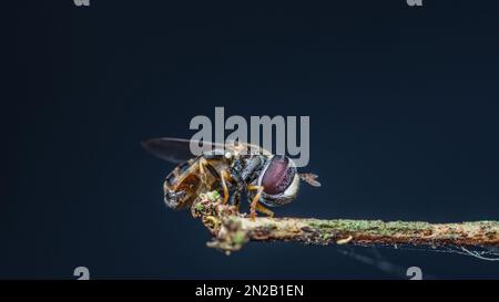 Survolez la branche de la mort et l'arrière-plan de la nature, gros plan photo de l'insecte en Thaïlande. Banque D'Images