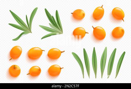 Éléments d'argousier, baies d'orange et feuilles vertes isolés sur fond transparent. Plante naturelle, fruits frais de seabuckthorn, illustration réaliste de vecteur Illustration de Vecteur