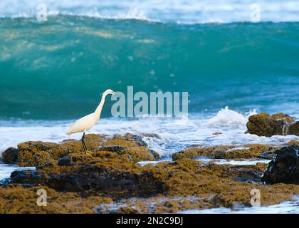 Les magnifiques oiseaux marins d'Afrique du Sud Banque D'Images