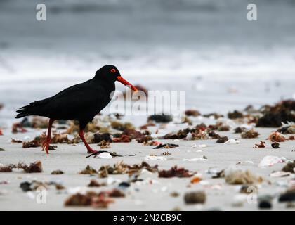 Des oiseaux magnifiques de la plage Banque D'Images