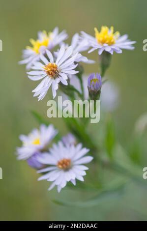 Mer aster (Tripolium pannonicum), Frise orientale, Basse-Saxe, Allemagne Banque D'Images