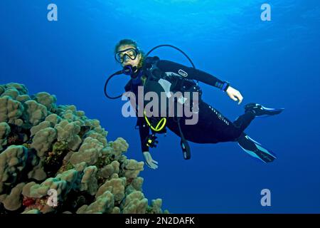 Jeune femelle de plongée sous-marine regardant vers le haut la natation sur le dôme corail (Porites nodifera) dans le récif de corail, Mer Rouge, Egypte Banque D'Images