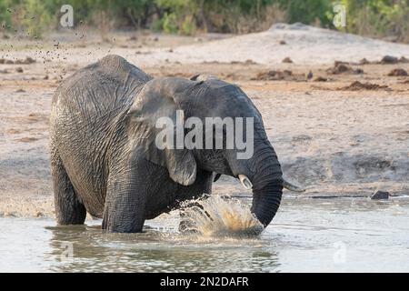 Éléphant d'Afrique (Loxodonta africana), barbotage au trou d'eau, Savuti, parc national de Chobe, Botswana Banque D'Images