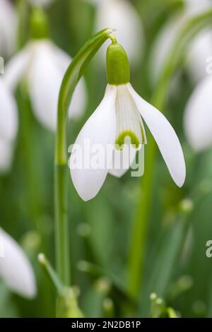 Snowdrops (Galanthus nivalis), Allemagne Banque D'Images