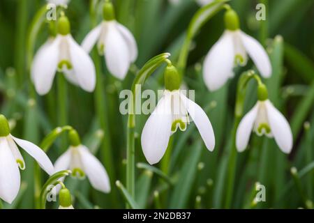 Snowdrops (Galanthus nivalis), Allemagne Banque D'Images