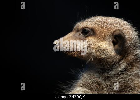 Meerkats (Suricata suricata) avec fond noir et sable sur le nez, Zoo de Francfort, Hesse, Allemagne Banque D'Images