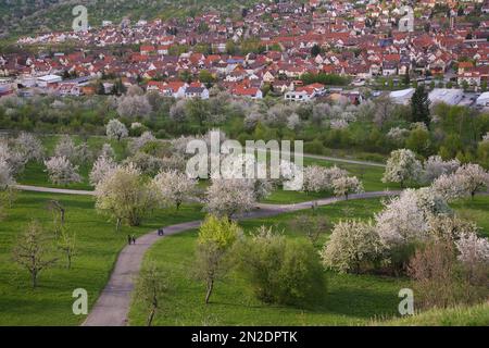 Dettinger Kirschenweg, cerisier sauvage (Prunus avium), cerisiers en fleurs, chemins, vue sur les maisons, Dettingen an der Erms, Bade-Wuerttemberg, Allemagne Banque D'Images