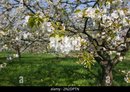 Dettinger Kirschenweg, cerisier sauvage (Prunus avium), fleurs, Dettingen an der Erms, Bade-Wurtemberg, Allemagne Banque D'Images