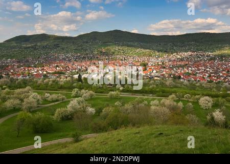 Dettinger Kirschenweg, cerisier sauvage (Prunus avium), cerisiers en fleurs, chemins, vue sur les maisons, Dettingen an der Erms, Bade-Wuerttemberg, Allemagne Banque D'Images