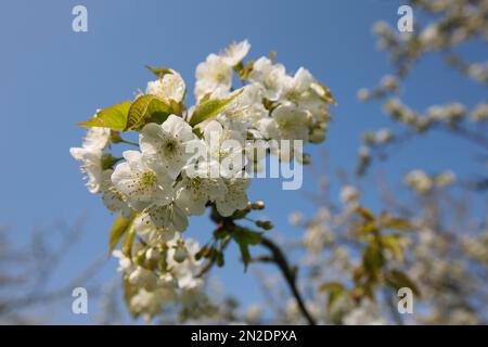 Dettinger Kirschenweg, cerisier sauvage (Prunus avium), fleurs, Dettingen an der Erms, Bade-Wurtemberg, Allemagne Banque D'Images