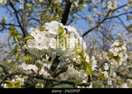 Dettinger Kirschenweg, cerisier sauvage (Prunus avium), fleurs, Dettingen an der Erms, Bade-Wurtemberg, Allemagne Banque D'Images