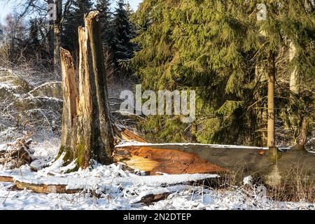 Une impression hivernale brise-vent des montagnes Harz Banque D'Images