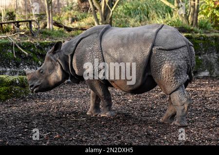 Rhinocéros indien (Rhinoceros unicornis), captif, Zoo de Bâle, Suisse Banque D'Images