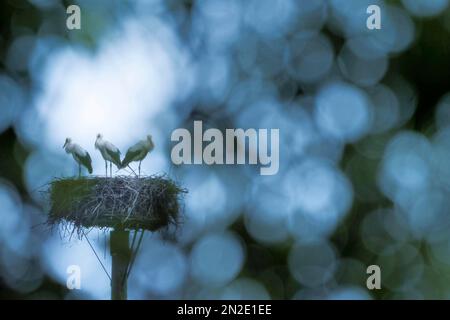 Trois cigogne blanche (Ciconia ciconia), jeunes oiseaux, debout sur nid, Hesse, Allemagne Banque D'Images