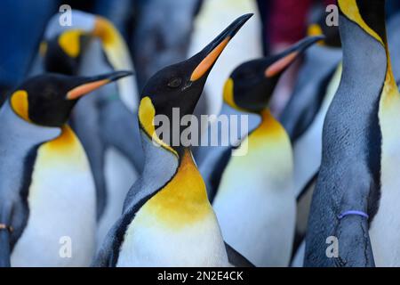 Pingouins roi (Aptenodytes patagonicus) captifs, Zoo de Bâle, Suisse Banque D'Images