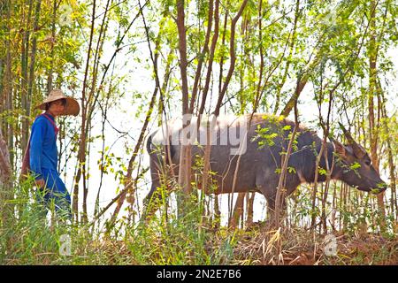 Buffle d'eau sur les rives de la rivière Nam Pilu, excursion en bateau à Dein, Myanmar, à Dein, Myanmar Banque D'Images