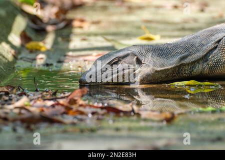 Un lézard dragon de Komodo dans l'eau Banque D'Images