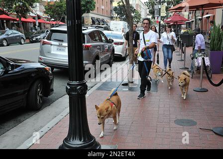 San Diego/california/ 28 septembre 2019/ chiens morkerin hsitoic Hearts gaslamp à San Deigo Californie Etats-Unis d'Amérique.(photo..Francis Dean / Deanimages). Banque D'Images