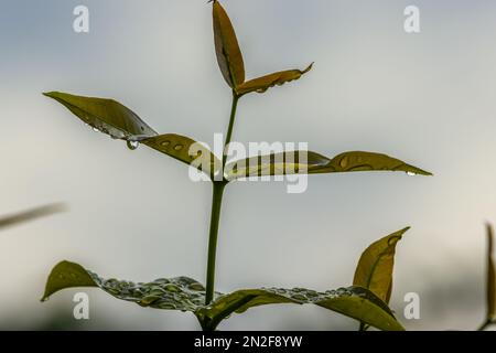 Jeunes pousses de branches de pommes de rose aqueuses encore mouillées avec de la rosée du matin, ciel légèrement couvert le matin Banque D'Images