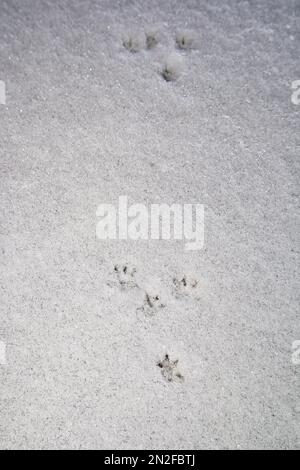 Le moins Weasel (Mustela nivalis) suit la neige en hiver Banque D'Images