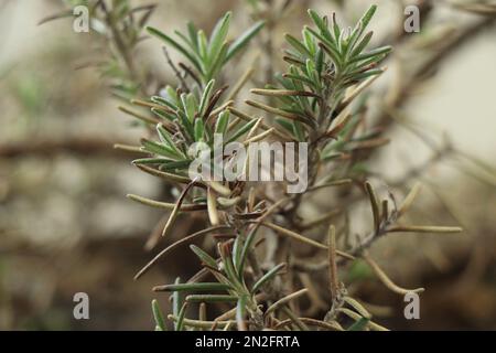 Herbes de jardin romarin désambiguïtés dans la nature Banque D'Images