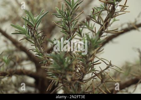 Herbes de jardin romarin désambiguïtés dans la nature Banque D'Images