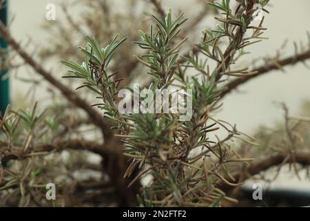 Herbes de jardin romarin désambiguïtés dans la nature Banque D'Images