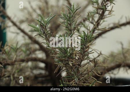 Herbes de jardin romarin désambiguïtés dans la nature Banque D'Images