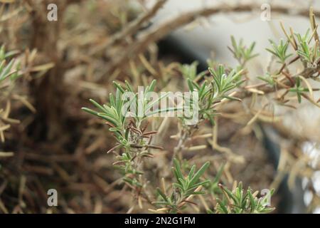 Herbes de jardin romarin désambigüation Banque D'Images