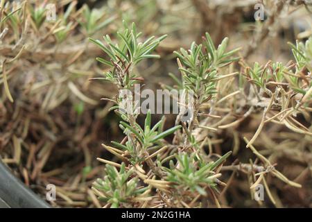 Herbes de jardin romarin désambigüation Banque D'Images