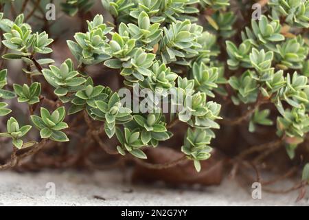 Evert plante Hebe avec des feuilles pâles et fines.Callitrichaceae Evergreen. Plantaginaceae Banque D'Images