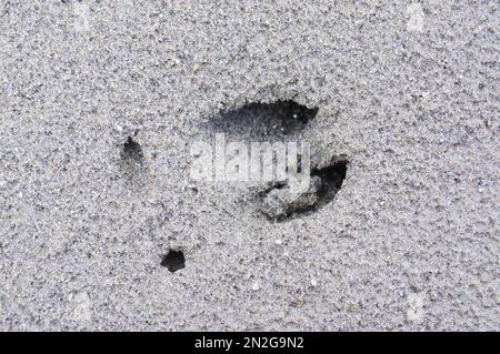 Empreinte de cerf de Virginie dans le sable humide sur les rives d'un ruisseau. Alpes de Cappreolus capreolus, Autriche Banque D'Images