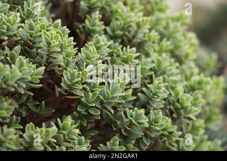 Evert plante Hebe avec des feuilles pâles et fines.Callitrichaceae Evergreen. Plantaginaceae Banque D'Images