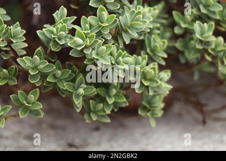 Evert plante Hebe avec des feuilles pâles et fines.Callitrichaceae Evergreen. Plantaginaceae Banque D'Images