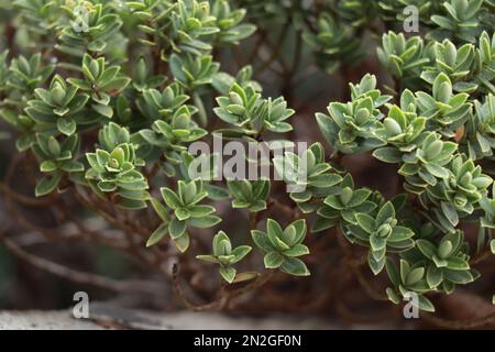 Evert plante Hebe avec des feuilles pâles et fines.Callitrichaceae Evergreen. Plantaginaceae Banque D'Images