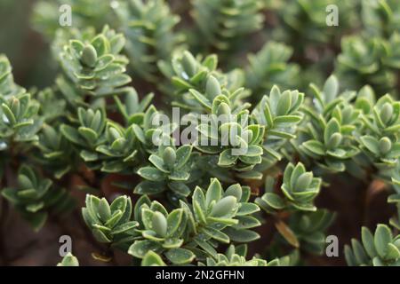Evert plante Hebe avec des feuilles pâles et fines.Callitrichaceae Evergreen. Plantaginaceae Banque D'Images