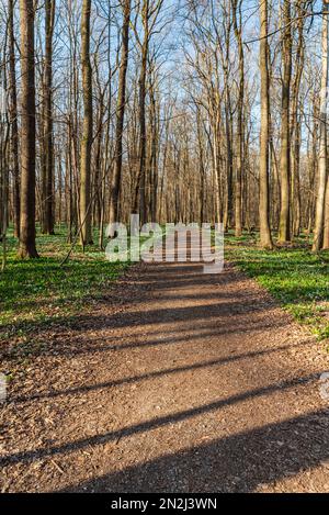 Début de printemps forêt avec sentier et ciel clair près de Polanka nad Odrou dans CHKO Poodri en République tchèque Banque D'Images